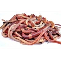 Черви Дендробена дендрабена  1