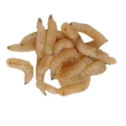 Опарыш Опарыши